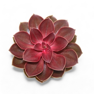 Echeveria Red Ruby Cutflower Wincx-14cm