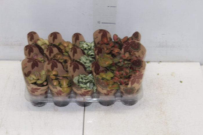 <h4>FITONIA FOLHA FINA P06</h4>