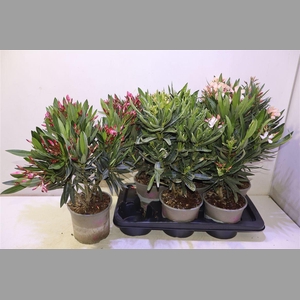 Nerium Oleander Ov