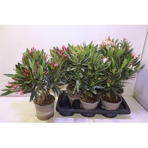 arr8 Nerium Oleander Ov