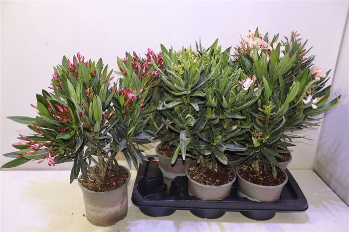 <h4>Nerium Oleander Ov</h4>
