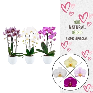 Phal. 2 spike Cascade Mix in Lisa keramiek