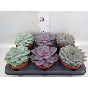 Echeveria   ...mix