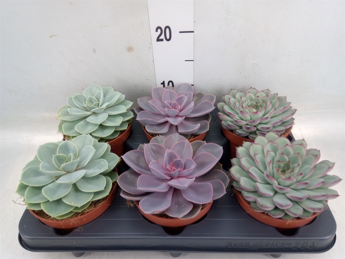 <h4>Echeveria   ...mix</h4>