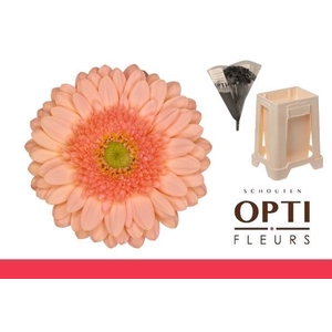 Germini Ice Cream Water