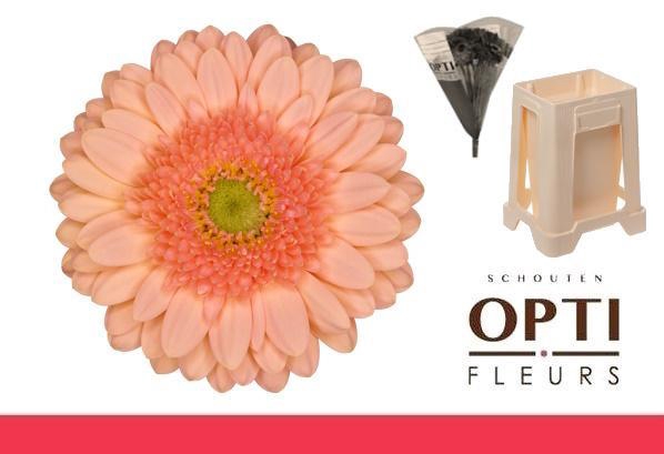 <h4>Germini Ice Cream Water</h4>