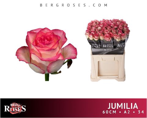 <h4>R Gr Jumilia Berg A2</h4>