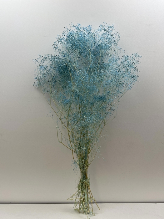 <h4>GESTABILISEERD GYPS MILLION STAR LICHTBLAUW</h4>