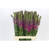 Antirrhinum Potomac Burgundy