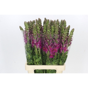 Antirrhinum Potomac Burgundy