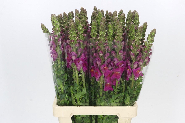 <h4>Antirrhinum Potomac Burgundy</h4>