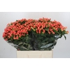 Hypericum Magical Royal Princess