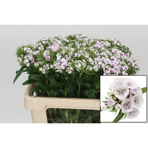 DI BARB ALDO GUICINE