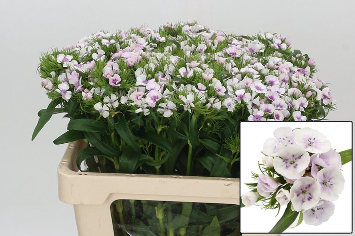 <h4>DI BARB ALDO GUICINE</h4>