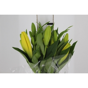 LIRIO EL DIVO 080 CM HT 2/3 FLS