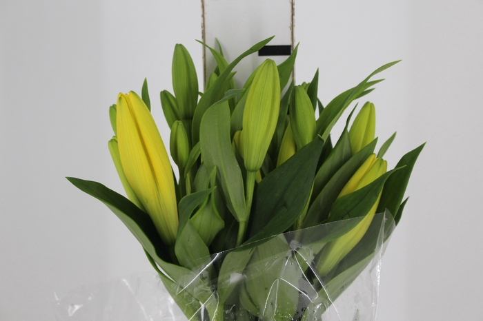 <h4>LIRIO EL DIVO 080 CM HT 2/3 FLS</h4>