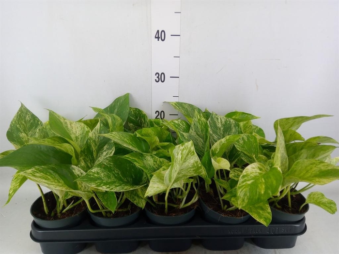 <h4>Epipremnum pinn. 'Marble Queen'</h4>