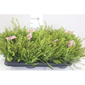 Erica Wi Darleyensis Roze