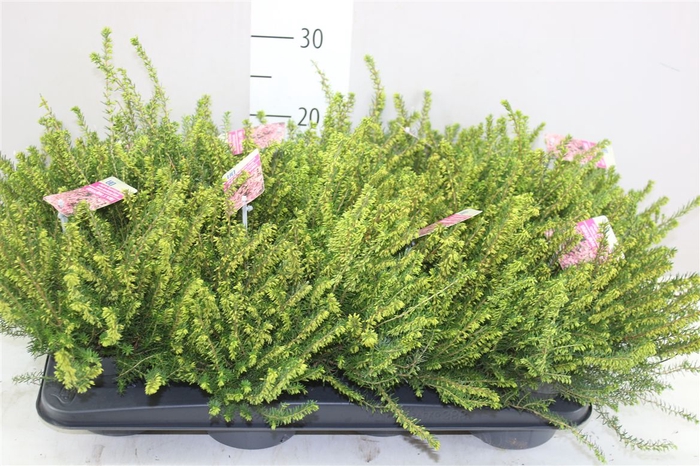 <h4>Erica Wi Darleyensis Roze</h4>