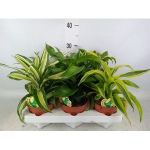 Dracaena   ...mix