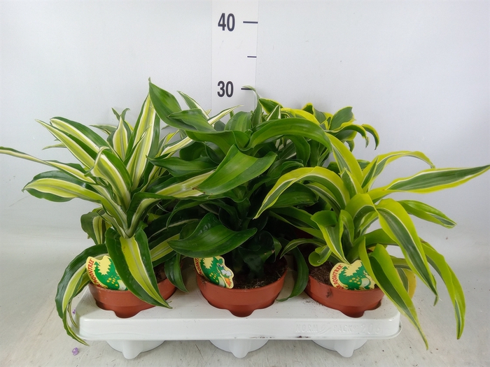 <h4>Dracaena   ...mix</h4>