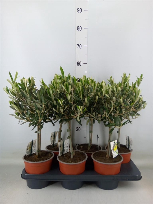 <h4>Olea europaea</h4>