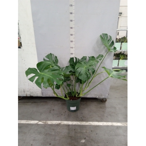 Monstera delic.
