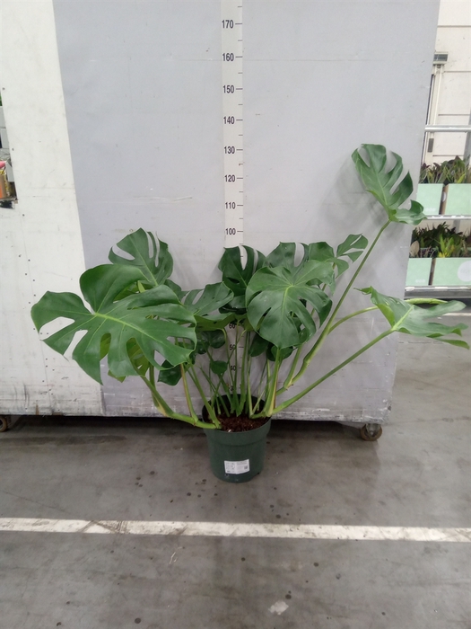 <h4>Monstera delic.</h4>