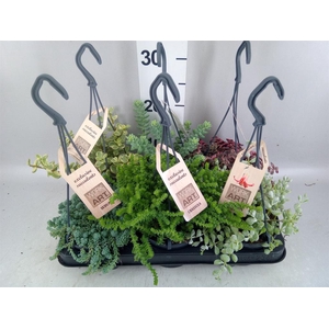 Succulents   ...mix 3