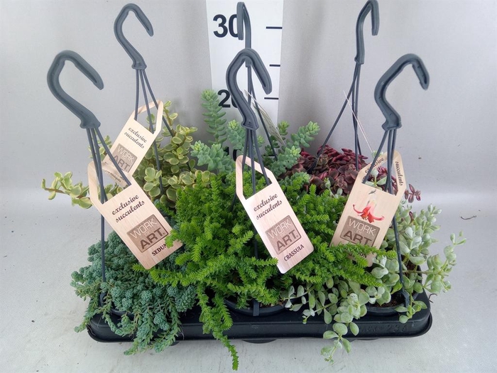 <h4>Succulents   ...mix 3</h4>