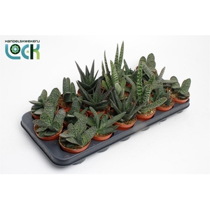Gasteria gemengd