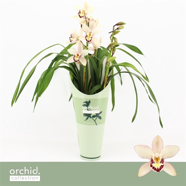 <h4>Cymbidium, Little Stef 2-spike 'Orchid Collection' Potcover</h4>