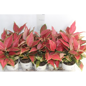 AGLAONEMA CHERRY BABY P12