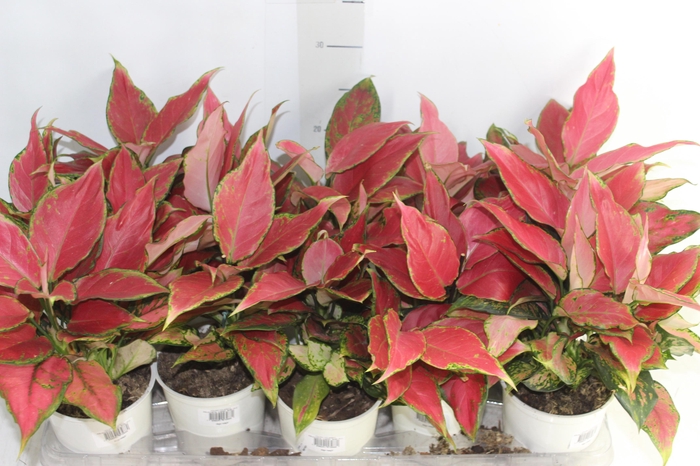 <h4>AGLAONEMA CHERRY BABY P12</h4>