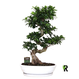Ficus microcarpa 'Ginseng'