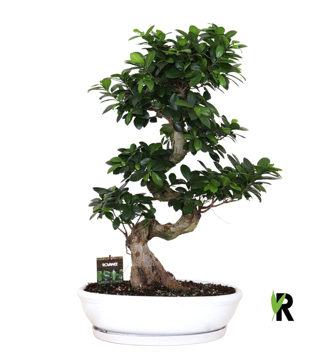 <h4>Ficus microcarpa 'Ginseng'</h4>