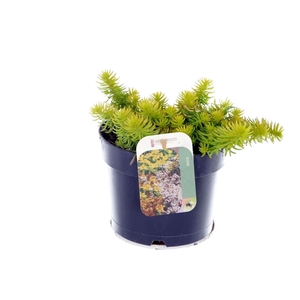 Sedum reflexum Angelina