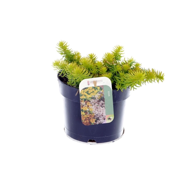 <h4>Sedum reflexum Angelina</h4>