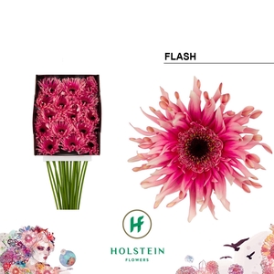 Gerbera GBK 'Gerpasta Flash'