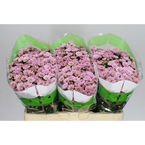 Sant Rossi Pink
