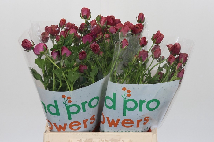 <h4>Ranunculus Magical Raspberry</h4>