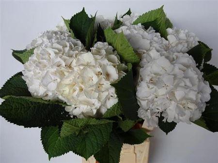 <h4>Hydr White Verena</h4>