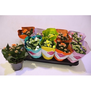 arr8 Kalanchoe Double Deluxe Mix