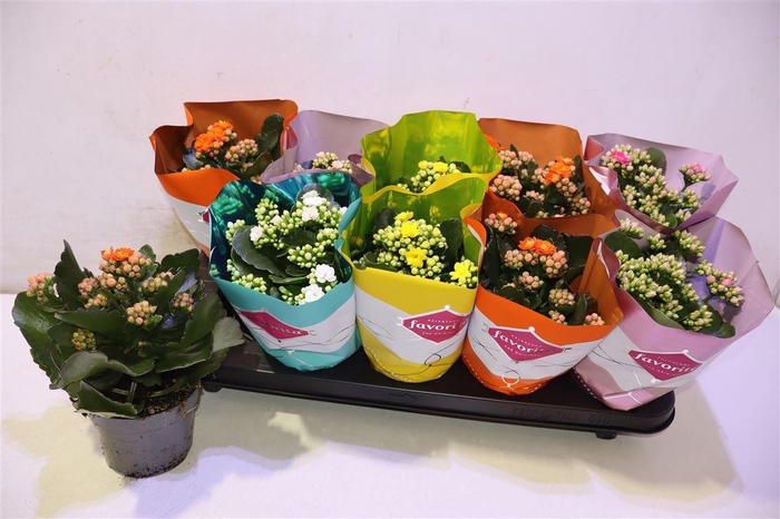 <h4>arr8 Kalanchoe Double Deluxe Mix</h4>