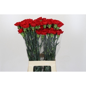 Dianthus St Don Pedro