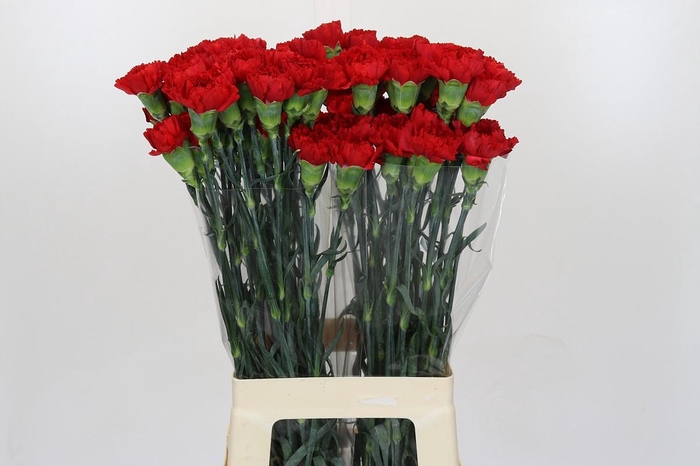 <h4>Dianthus St Don Pedro</h4>