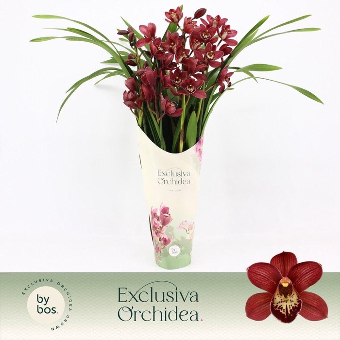 <h4>Cymbidium, Red Beauty Roy 4-spike P14 'Exclusiva Orchidea' Potcover</h4>
