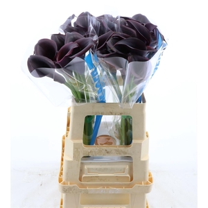 Calla Odessa