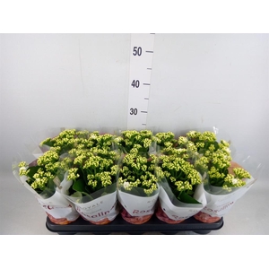 Kalanchoe blos. 'RosDon Dione'