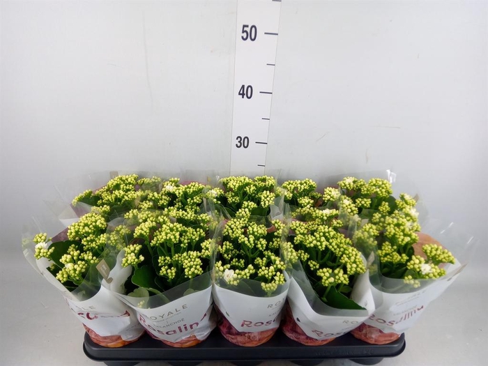 <h4>Kalanchoe blos. 'RosDon Dione'</h4>